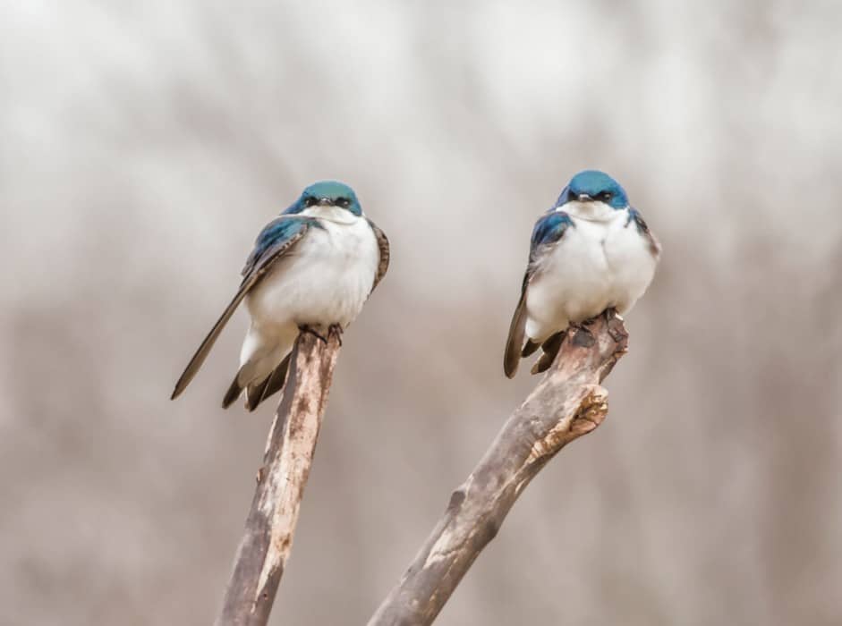 35 Amazing Facts about Birds(Sounds Fake But Are True)