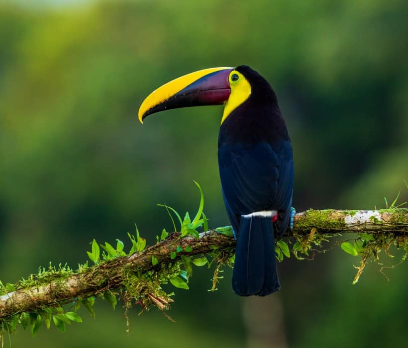 Do Birds have Ears? Here’s 6 Amazing Facts About Birds