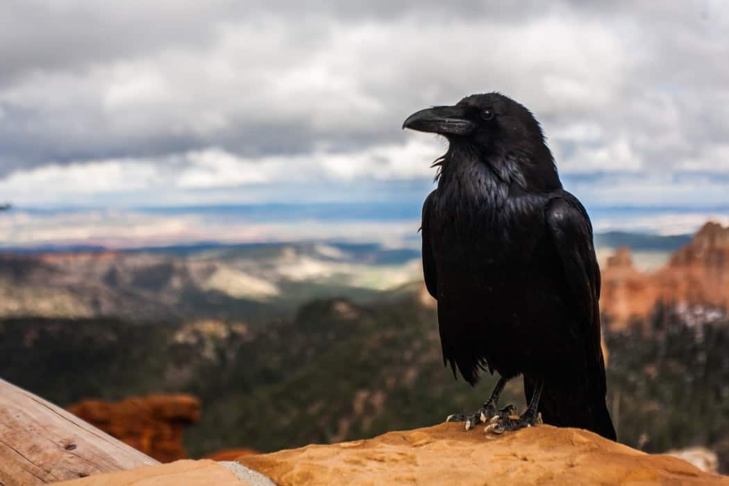 Ravens & Crows as Pets ? (3 Things You Need To Consider)