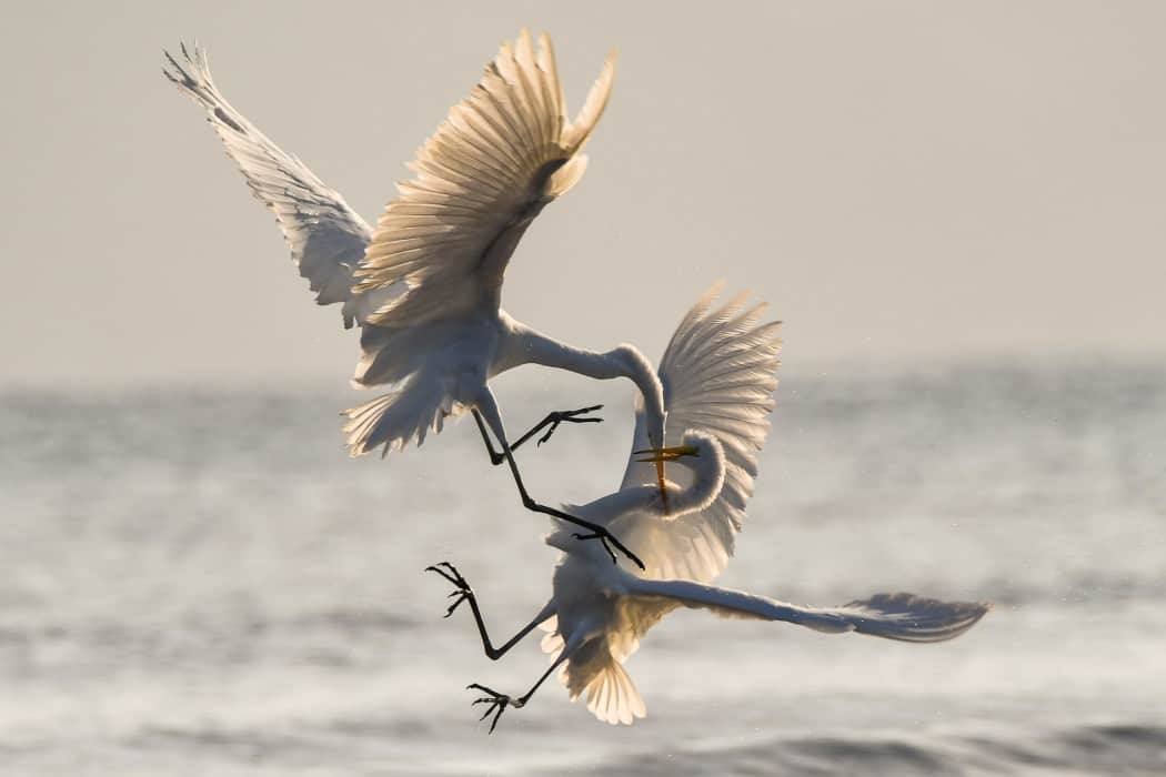 Why do Birds Fight? (With Amazing Reasons )