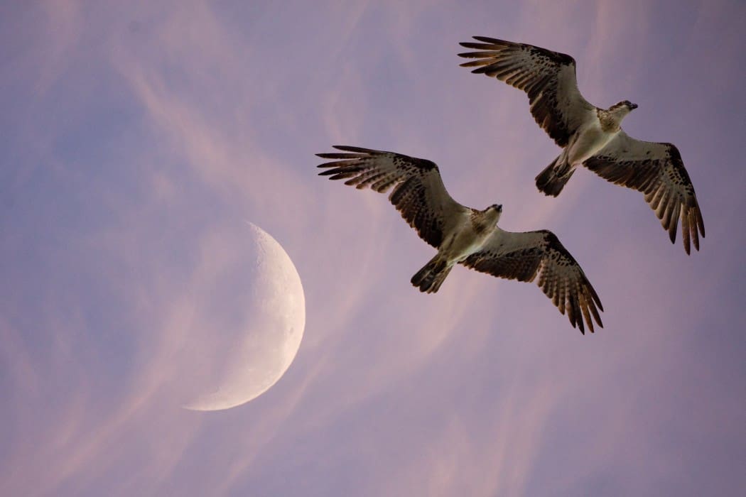 Why do Birds Fly at Night? (9 Reasons With Amazing Example)