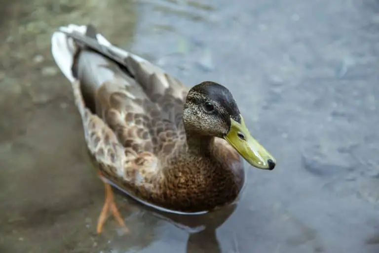 why-do-ducks-stand-on-one-leg-3-reasons-animaltriangle