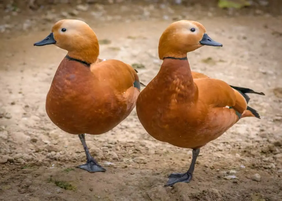 Why do Ducks Stand on One Leg ? (3 Reasons)