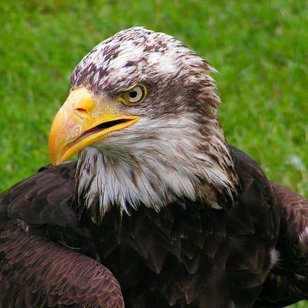 40 Amazing Facts About Eagles you Need to Know