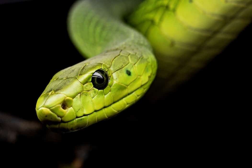 Do Snakes Have Backbones? (17 Interesting Facts) – AnimalTriangle