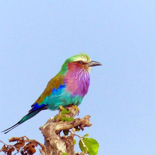 Top 22 Colorful Birds in the World (With Images)