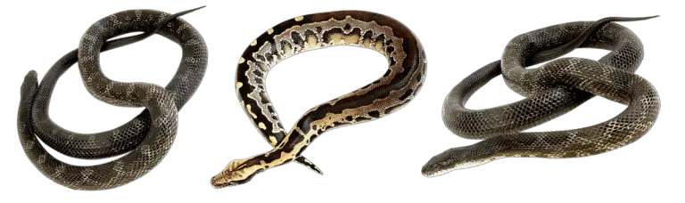 Do Snakes Have Backbones? (17 Interesting Facts) – AnimalTriangle