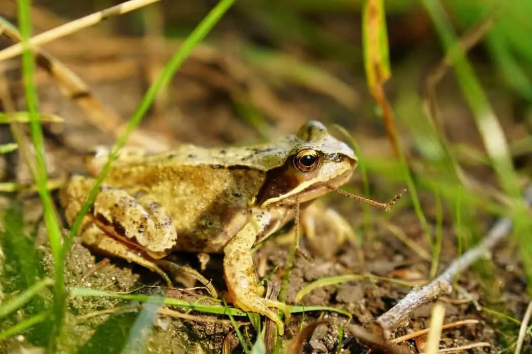 What Do Frogs Eat? (15+ Common Foods you need to know) AnimalTriangle