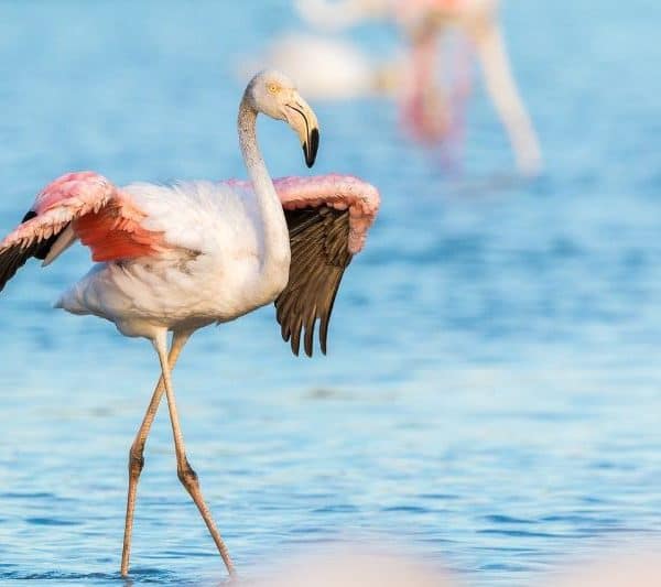 20 Incredible Birds with Long Legs You Need To See(+images)