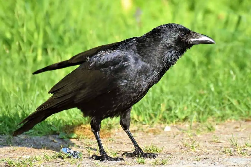 10 Types Of Black Birds (+Pictures) – AnimalTriangle