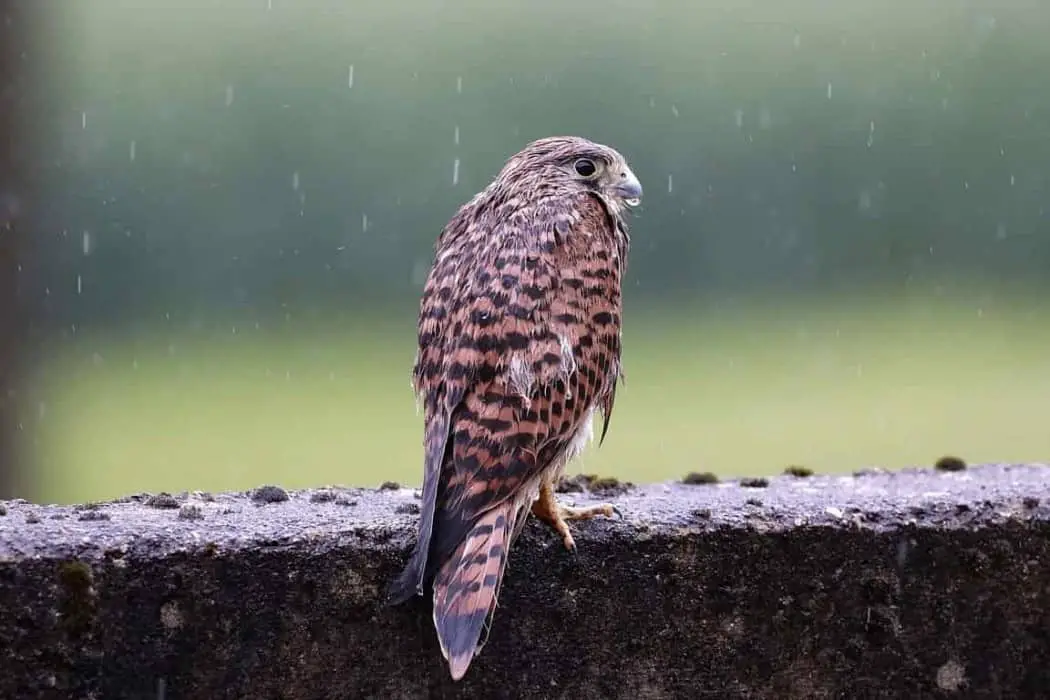 Where do Birds Go When It Rains?(How do They Protect)