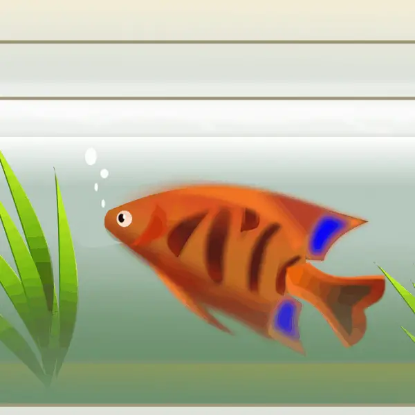 9 Important Difference Between Aquariums vs Terrariums
