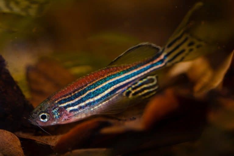 Can Danios Live with Bettas? (With 5 Reasons Explained) - AnimalTriangle