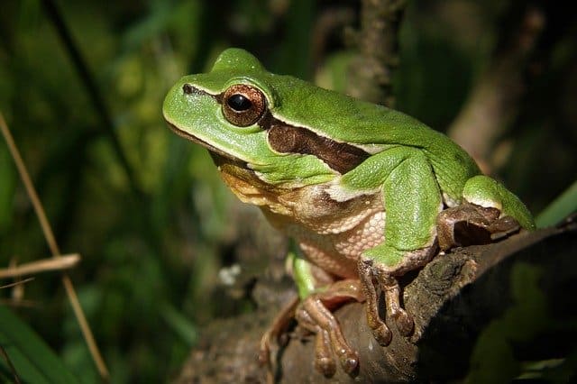 What Are Amphibian Animals? (Characteristics & Types) With 4 Examples