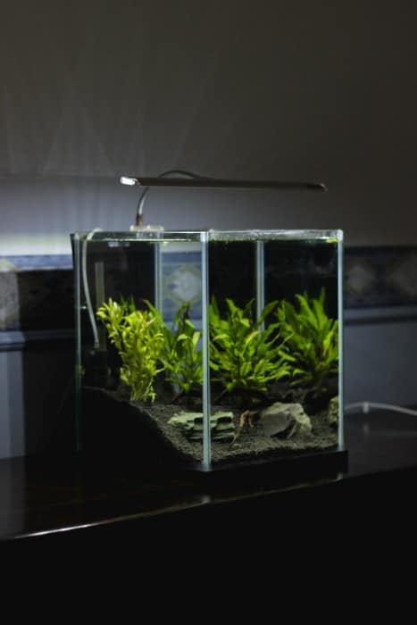 Is My Aquarium Cycled? ( 6 Signs of a Cycled Aquarium You Need To Know