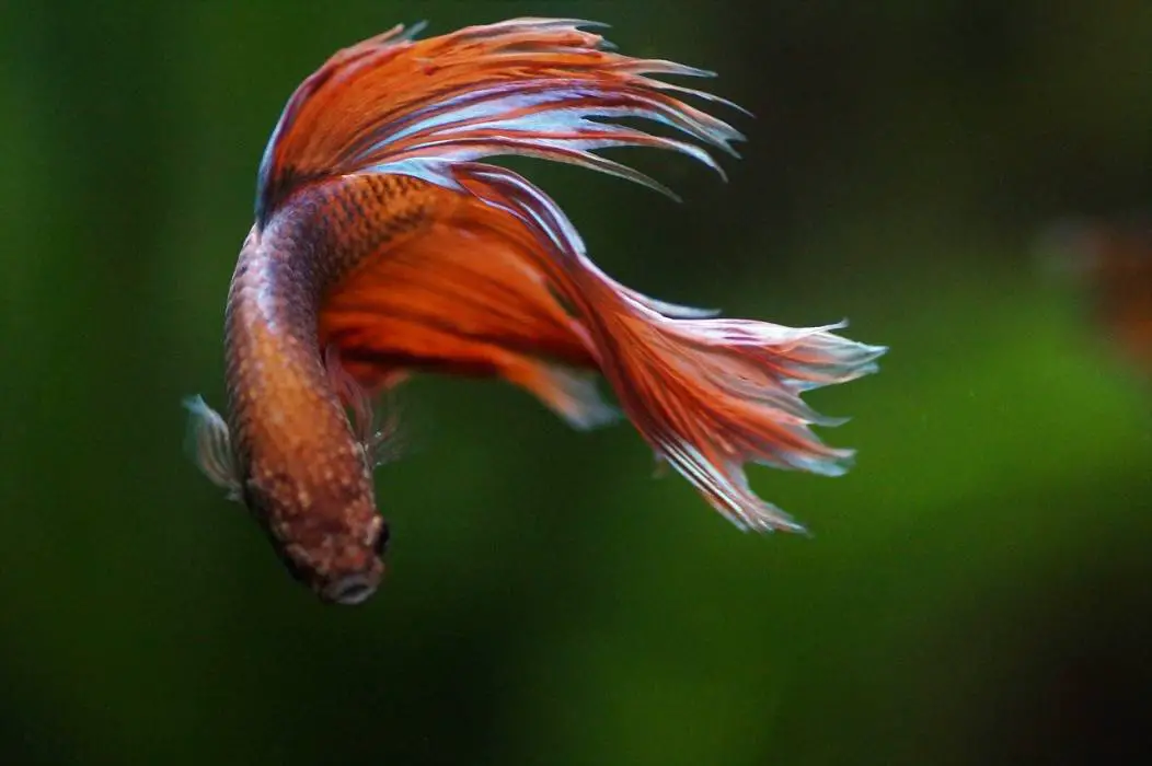 Can Danios Live with Bettas? (With 5 Reasons Explained) - AnimalTriangle