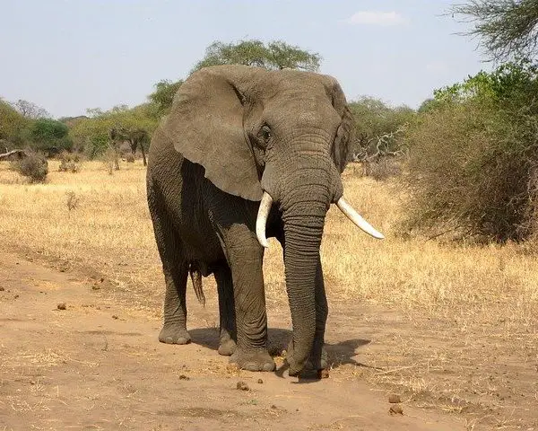 15 Animals With Amazing Tusks (You Need To Know With Pictures)
