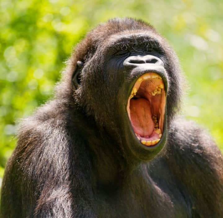 26 Incredible Animals With Big Teeth (With Pictures) – AnimalTriangle