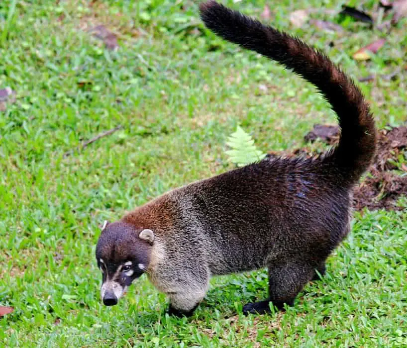 Animal With Longest Tail - Asking List