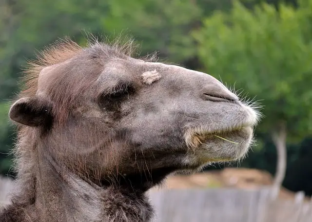 7 Animals With Long Faces ( 8 With Weird Faces + Pictures