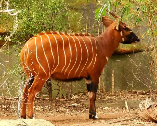 18+ Animals With Stripes – List Of Striped Animals With Photos