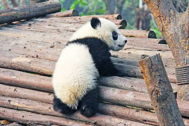 Are Pandas Actually Bears? ( Difference Between Them ) – AnimalTriangle