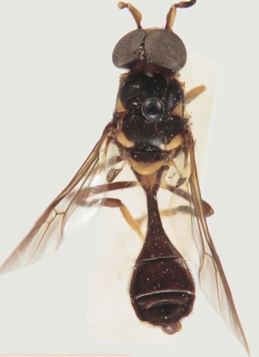 12 Animals With Long Names scientific Name AnimalTriangle 12-animals-with-long-names-scientific-name-animaltriangle