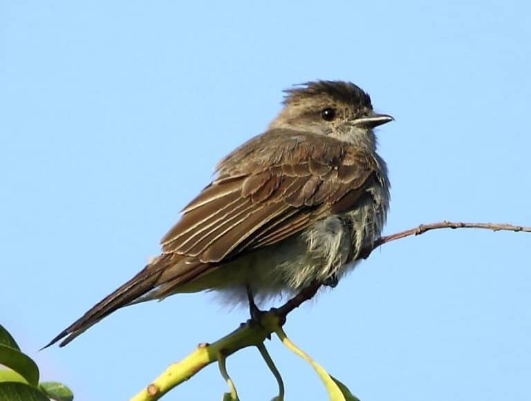 12 Animals With Long Names scientific Name AnimalTriangle 12-animals-with-long-names-scientific-name-animaltriangle