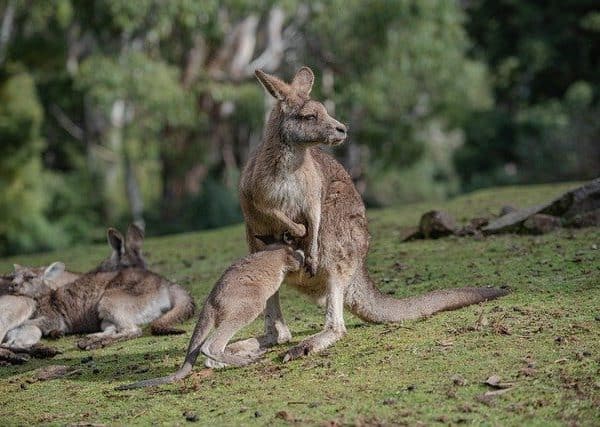 How Much Do Kangaroos Weigh?(Comparison+Examples )