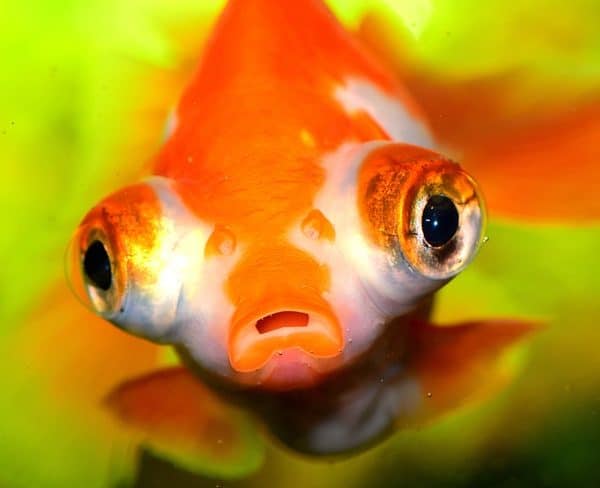 22 Fish With Big Eyes (With Pictures)