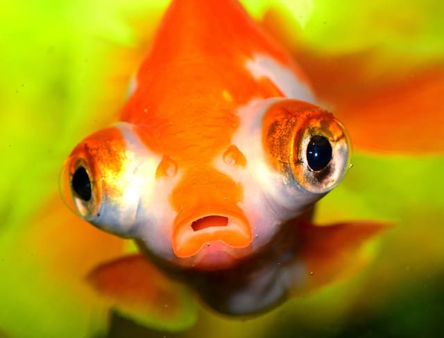 22 Fish With Big Eyes (With Pictures) – AnimalTriangle