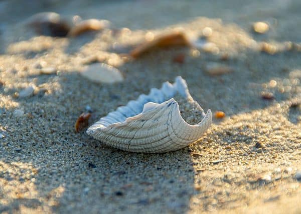 12 Sea Animals With Shells (+Pictures)