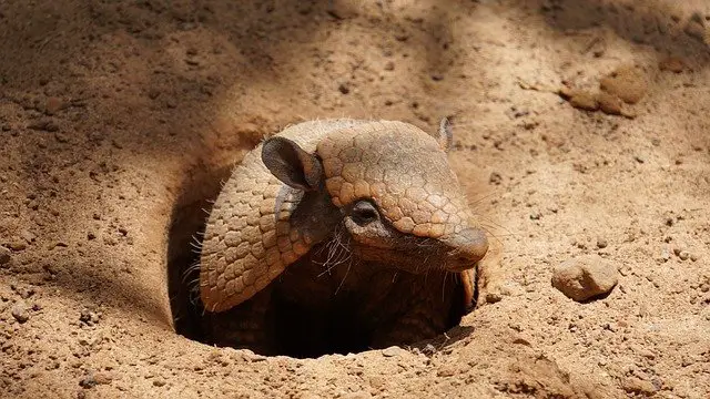 15 Animals That Dig Holes In Your Yard (+Images) – AnimalTriangle