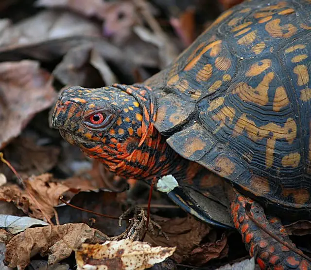 25 Animals With Red Eyes (+Pictures) – AnimalTriangle