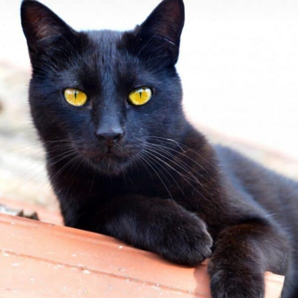 16 Animals With Yellow Eyes (+Pictures)