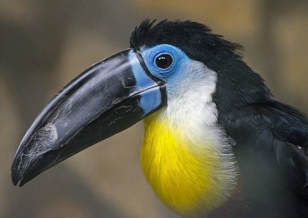 7 Animals With Beaks (With Pictures)