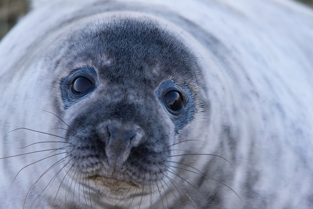 Animals With Black Eyes :12 Animals With Pictures – AnimalTriangle